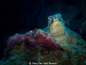Hello !!! by Marc Van Den Broeck 